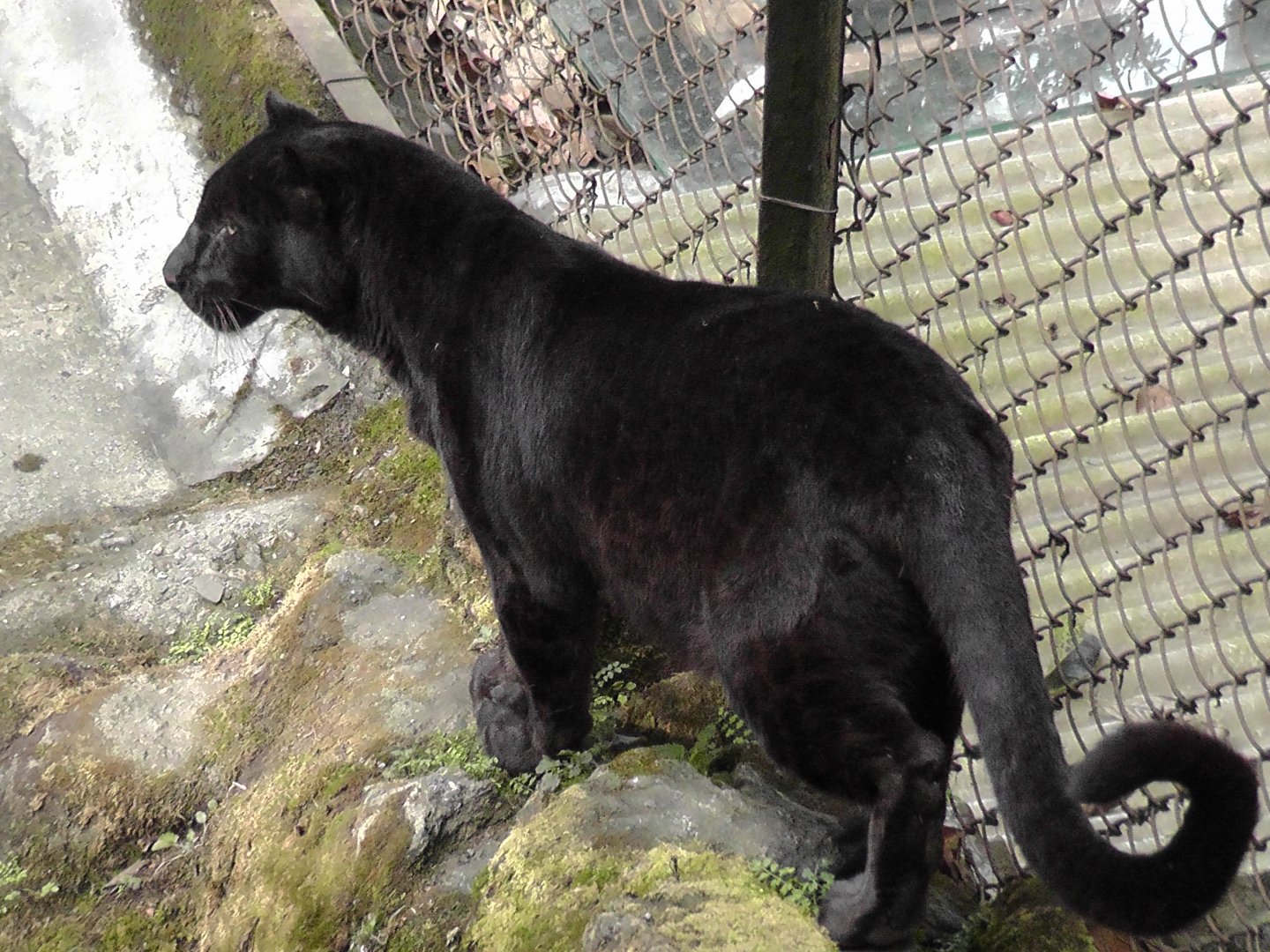 Black Panther, Darjeeling Zoo
