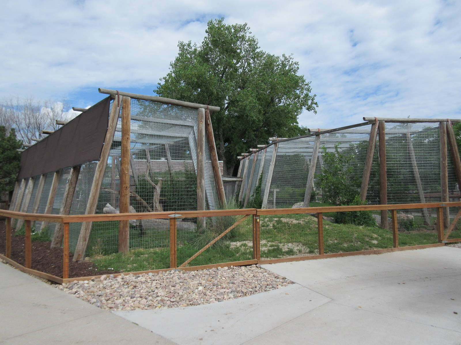Black Panther + Eurasian Lynx Exhibits