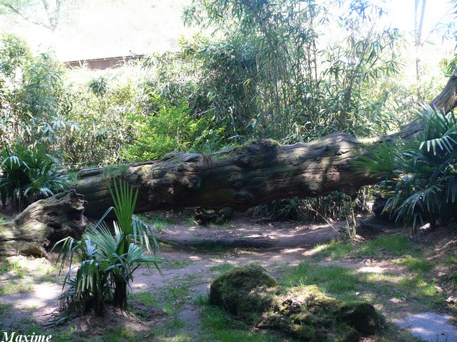 Black panther exhibit - Zoo de la Flèche