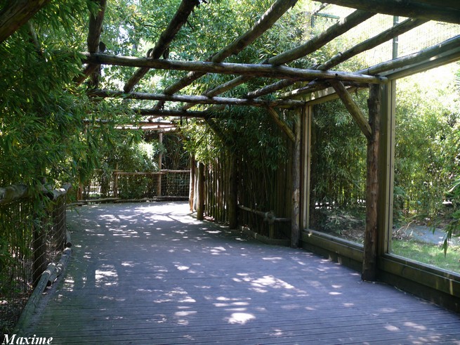 Black panther exhibit - Zoo de la Flèche