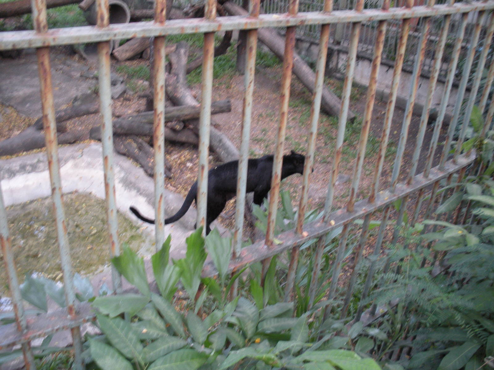 Black panther Exhibit