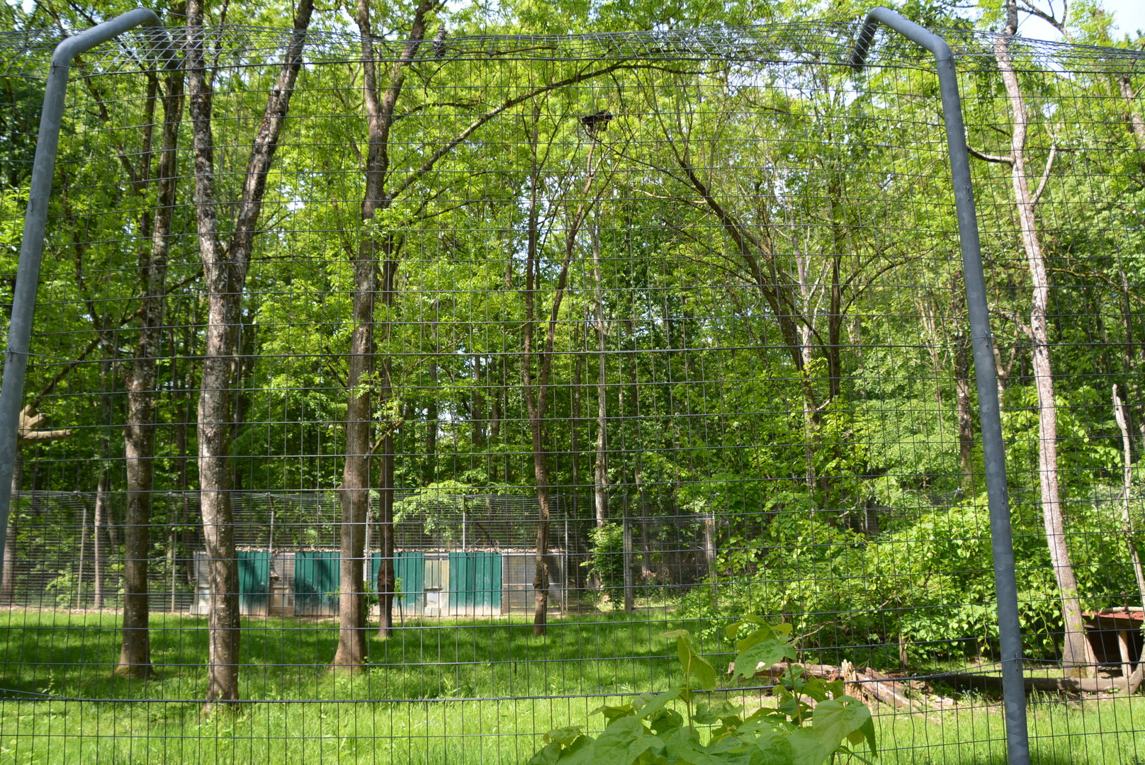 Black Panther in tree 21/05/2023