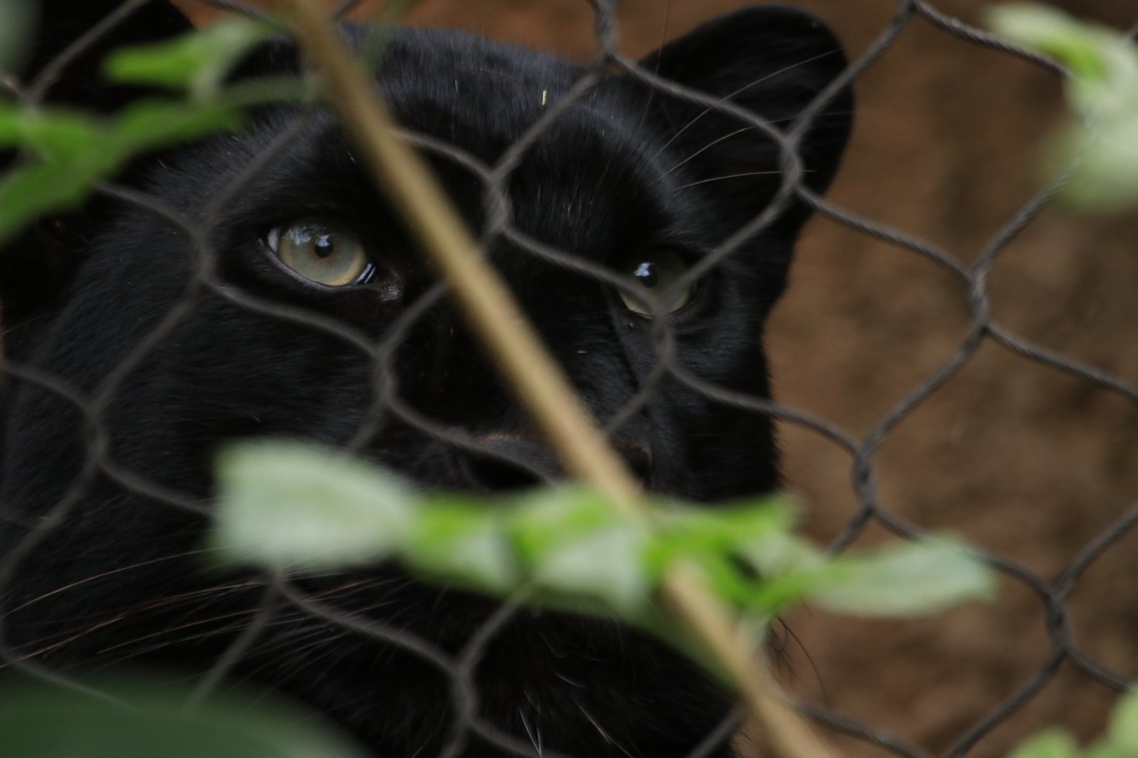 Black panther (June 2019)