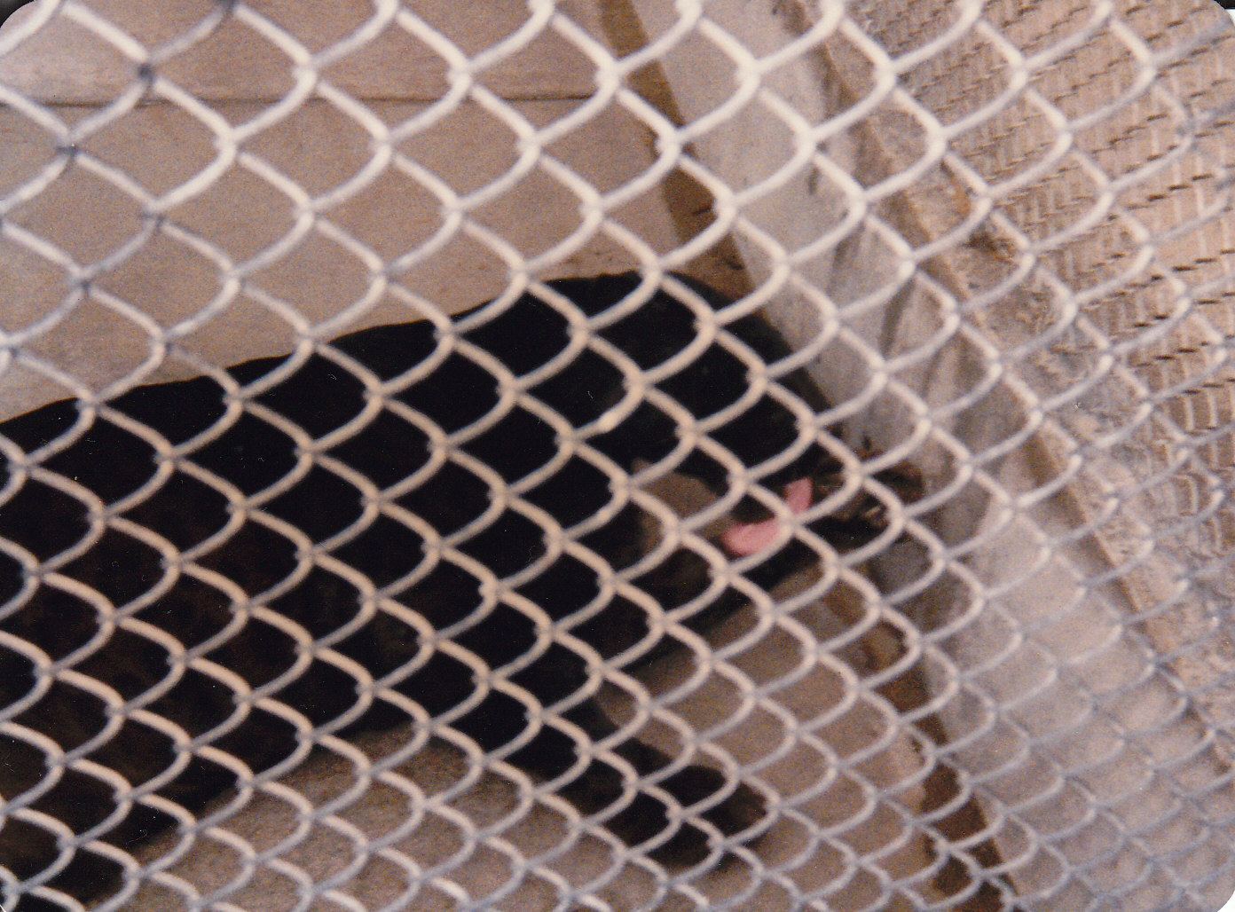 black panther, North Brighton Zoo, Christchurch