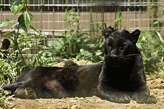 Black Panther - Panthera pardus - Melaka Zoo - 2009