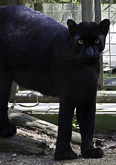 Black Panther - Panthera pardus - Melaka Zoo - 2009