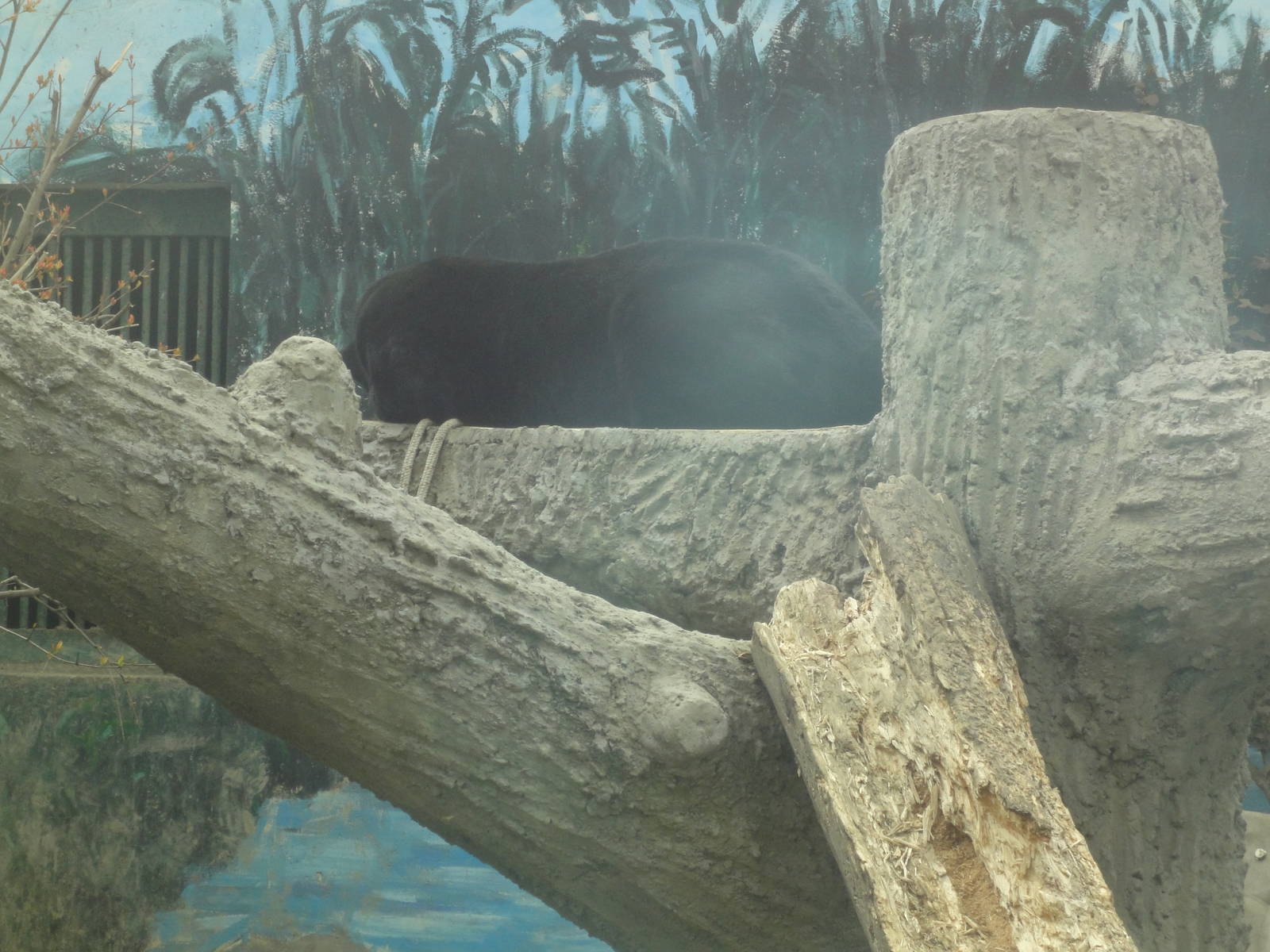 Black Panther Sleeping