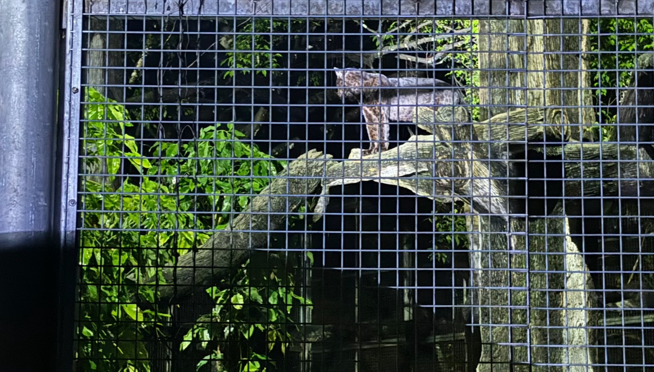 Black Panther, Taiping Zoo and Night Safari