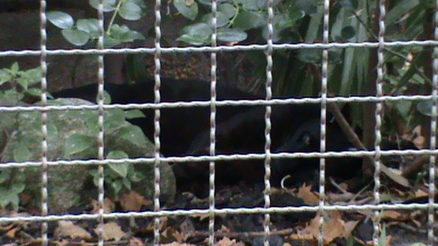 Black panther under a bush