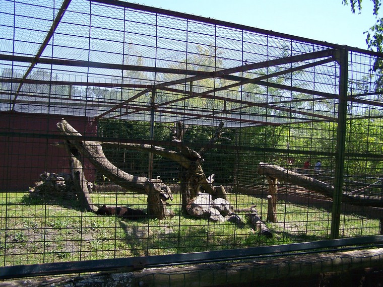 black panthers enclosure