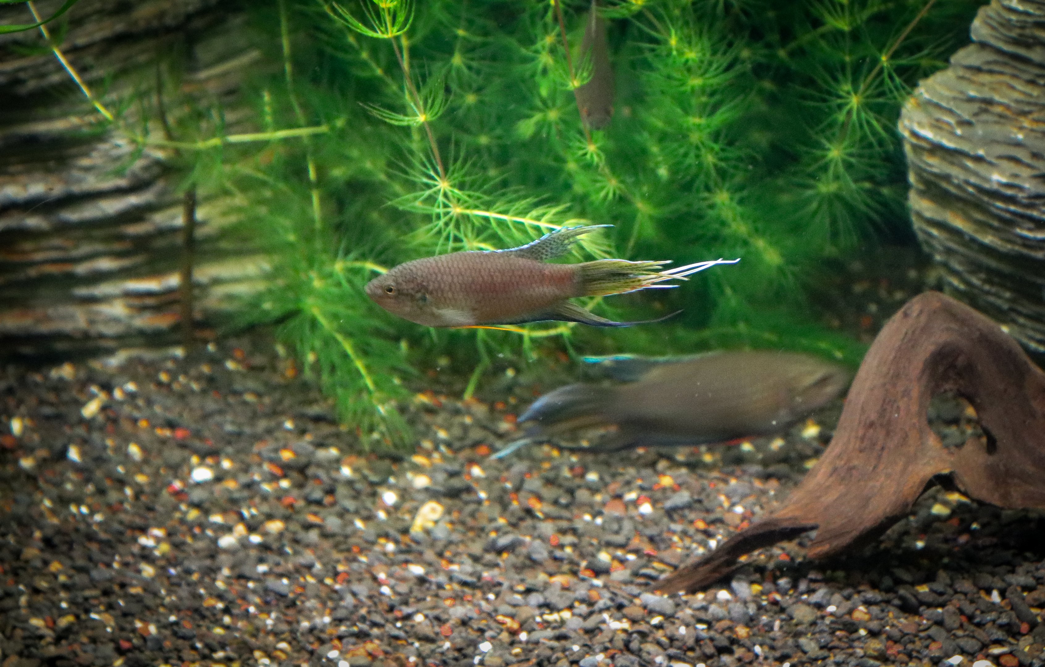 Black Paradisefish - Royal Queensland Show 2018