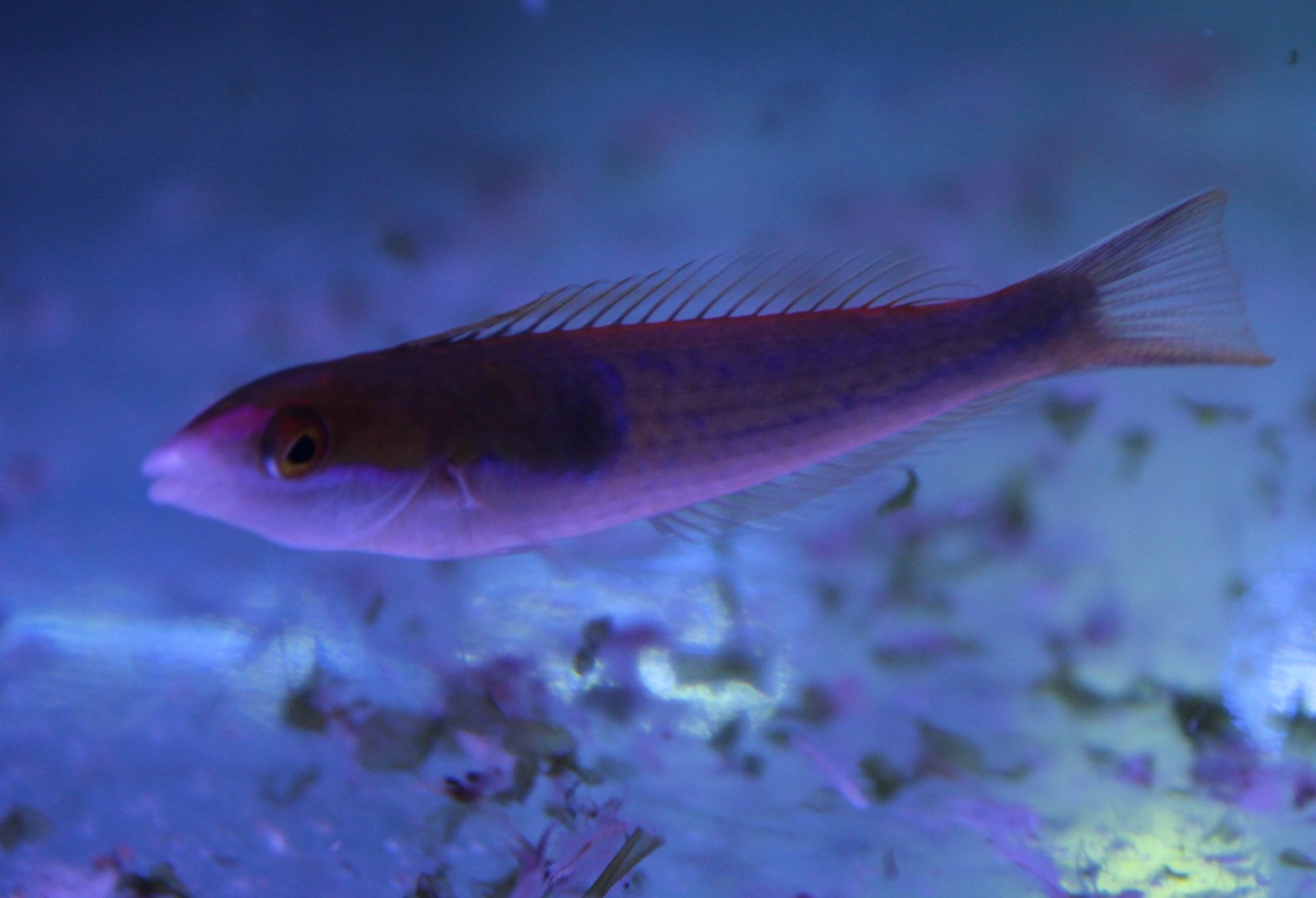 Black-patch percil wrasse - Pseudojuloides severnsi