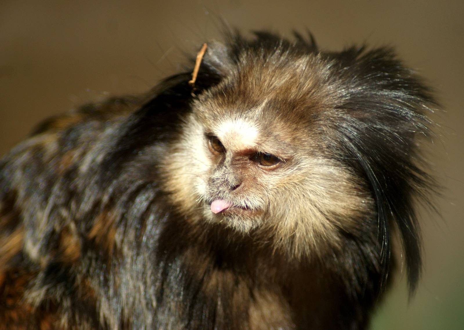 Black-pencilled Marmoset