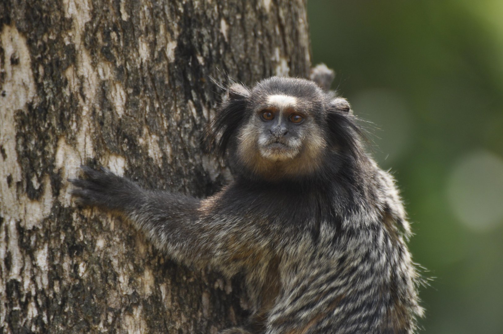 Black-pencilled marmosets (Callithrix penicillata)