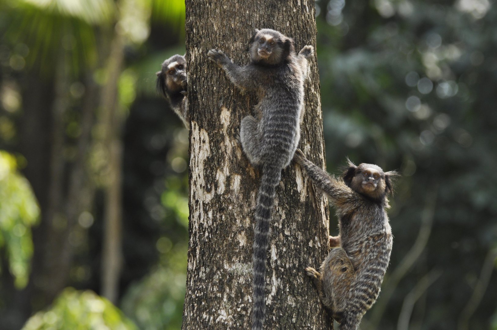 Black-pencilled marmosets (Callithrix penicillata)