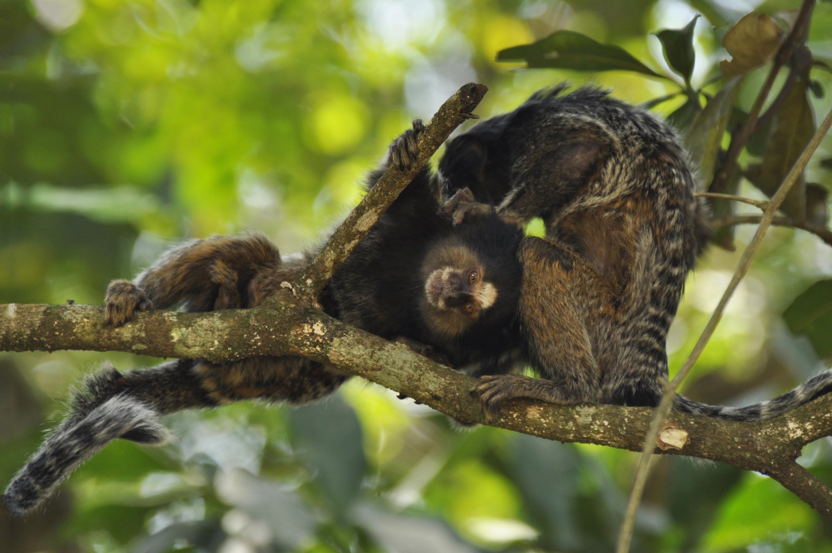Black-pencilled marmosets (Callithrix penicillata)