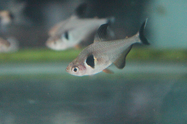 Black phantom tetra (Megalamphodus megalopterus)