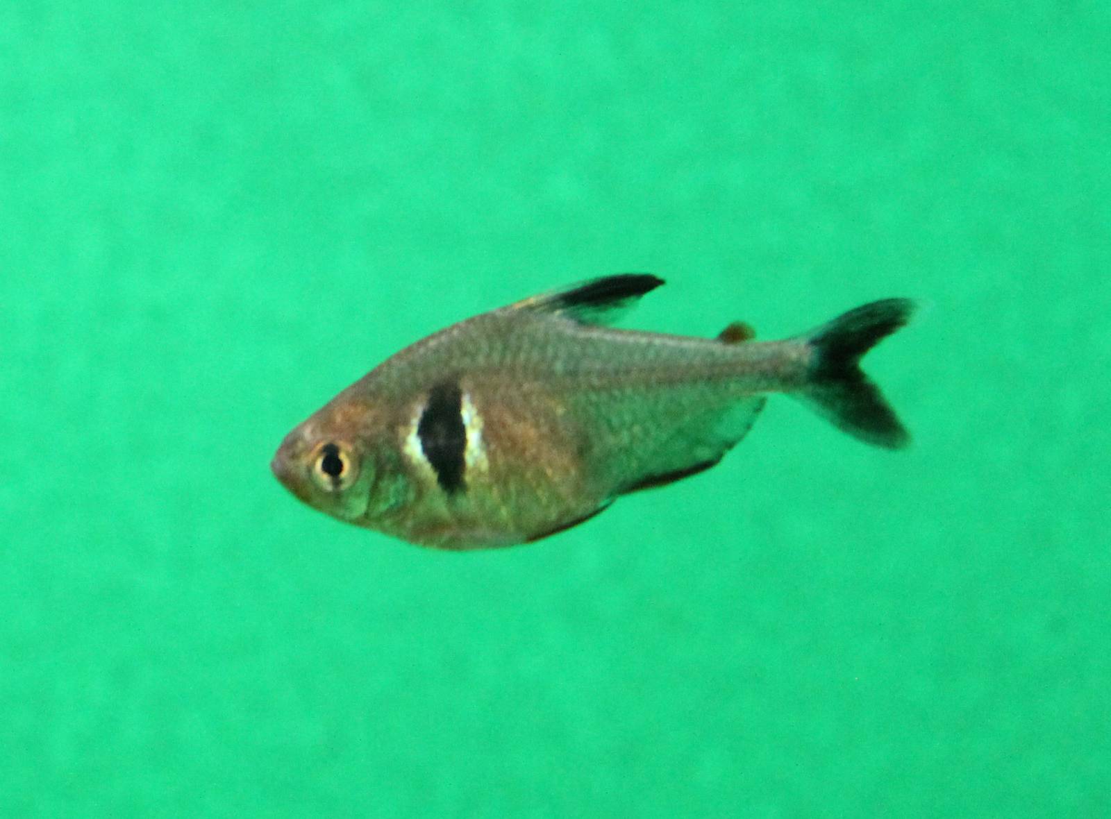 Black phantom tetra