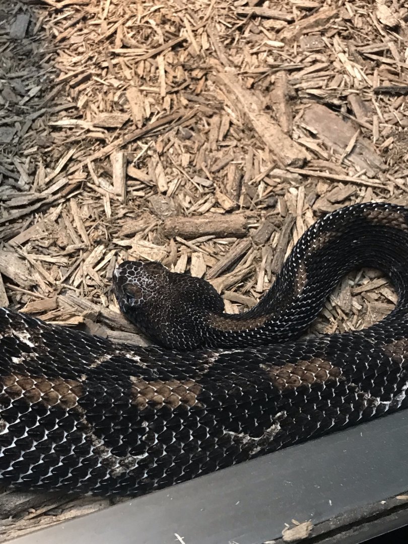 “Black Phase” timber rattlesnake