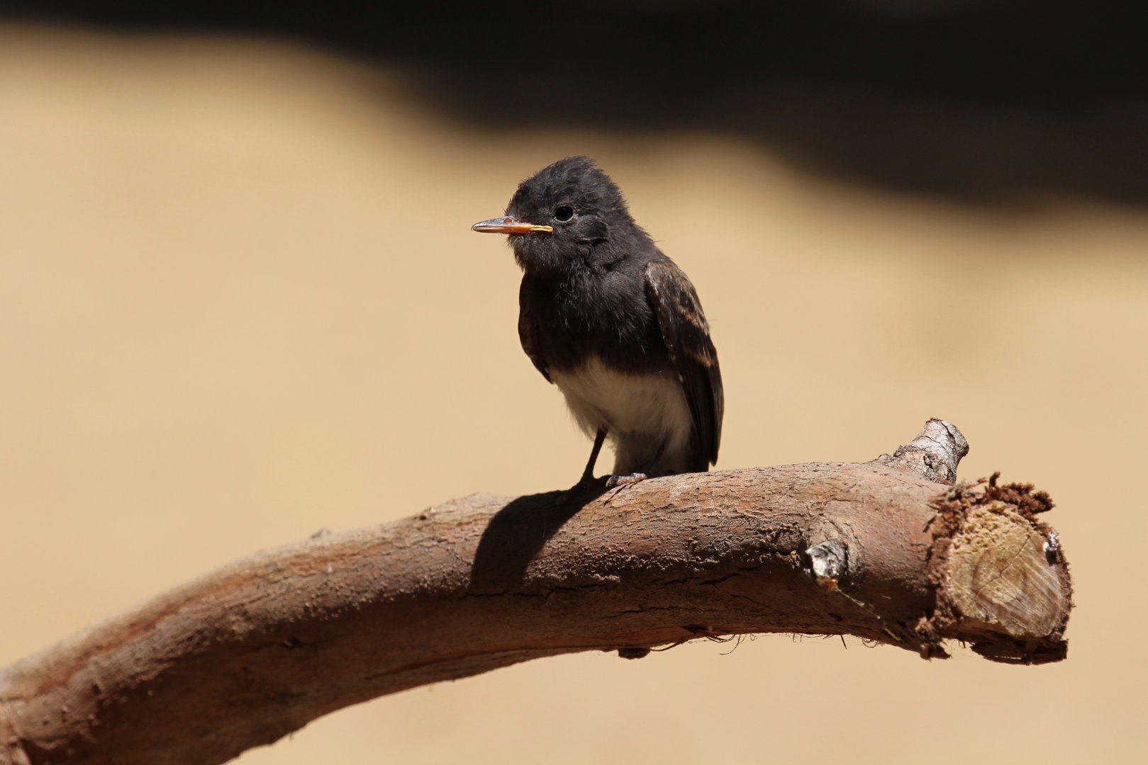 Black Phoebe (Sayornis nigricans), wild at Los Angeles Zoo