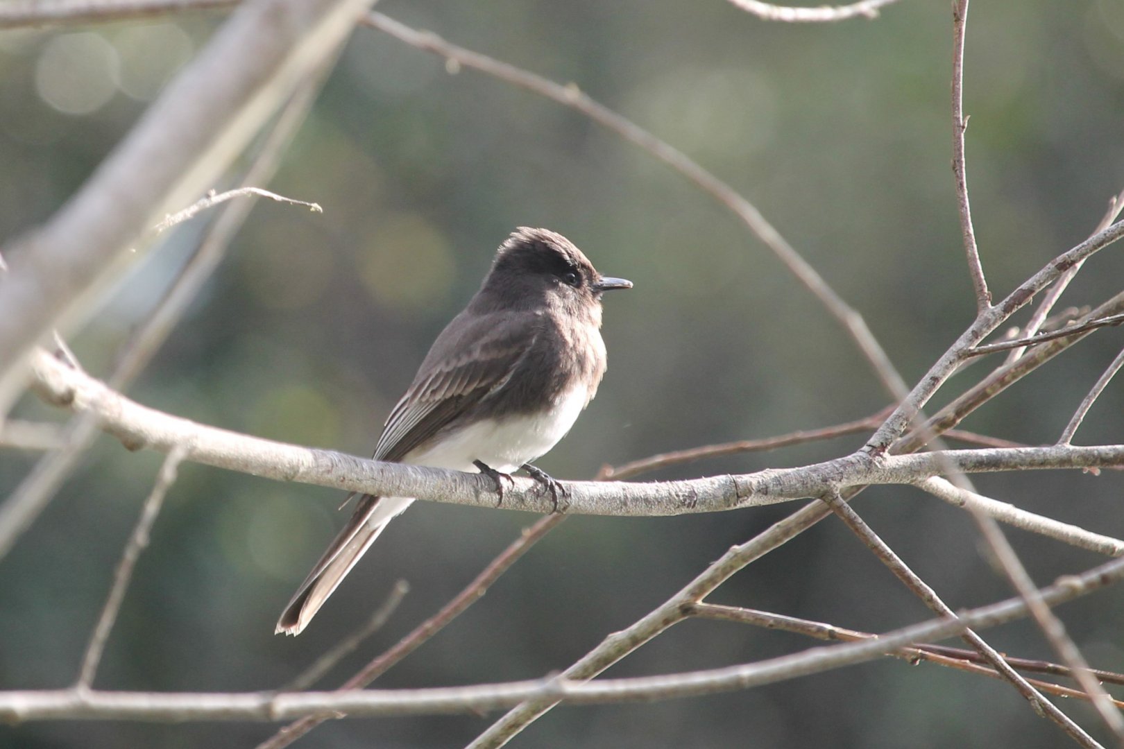 Black Phoebe (Sayornis nigricans)
