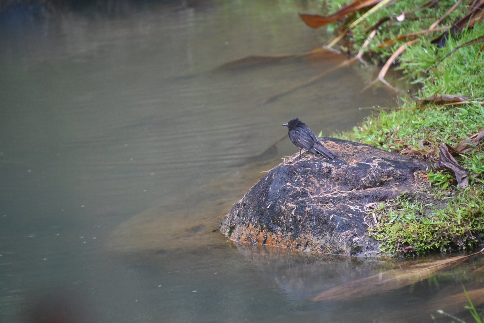 Black phoebe (Sayornis nigricans)
