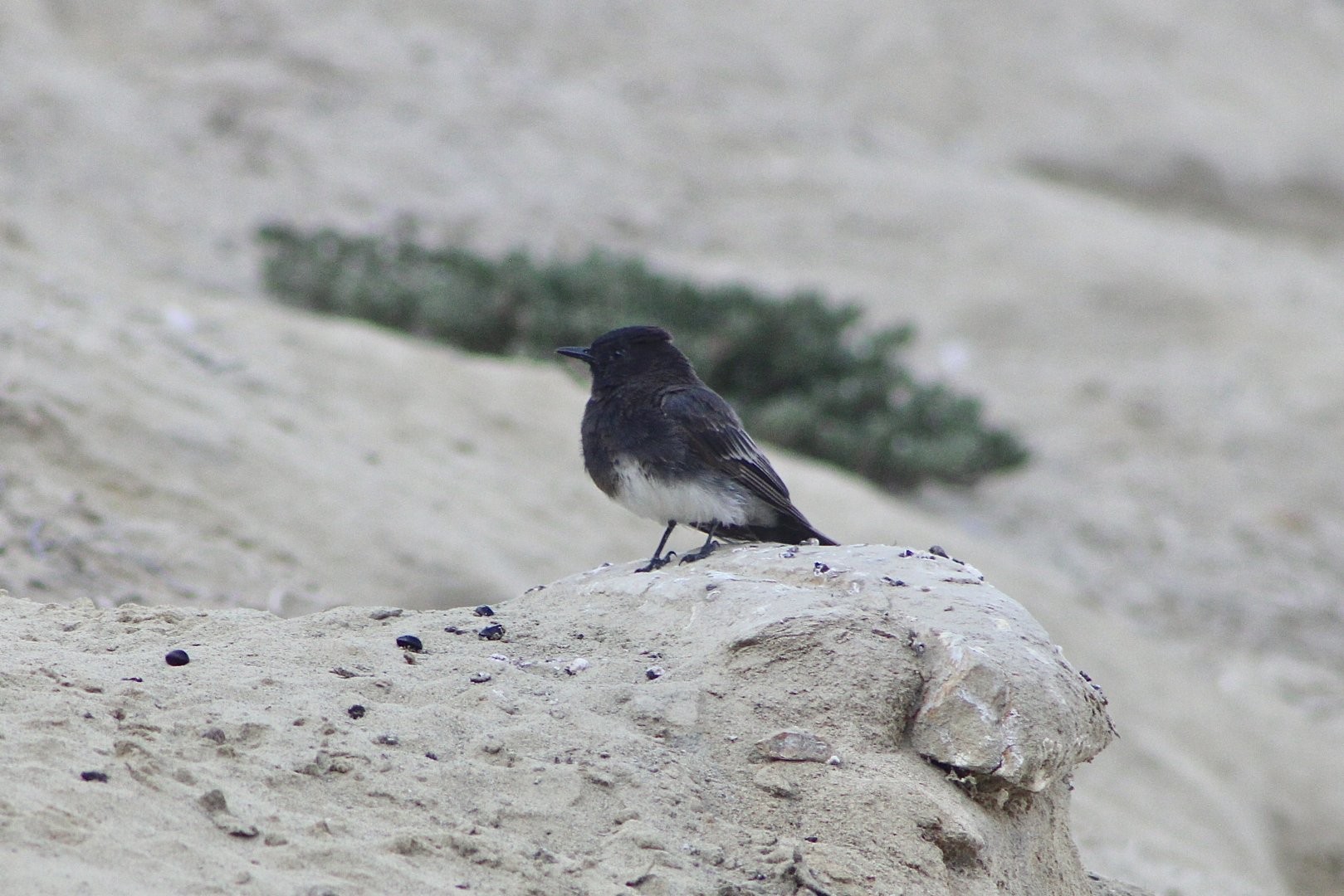 Black Phoebe (Sayornis nigricans)