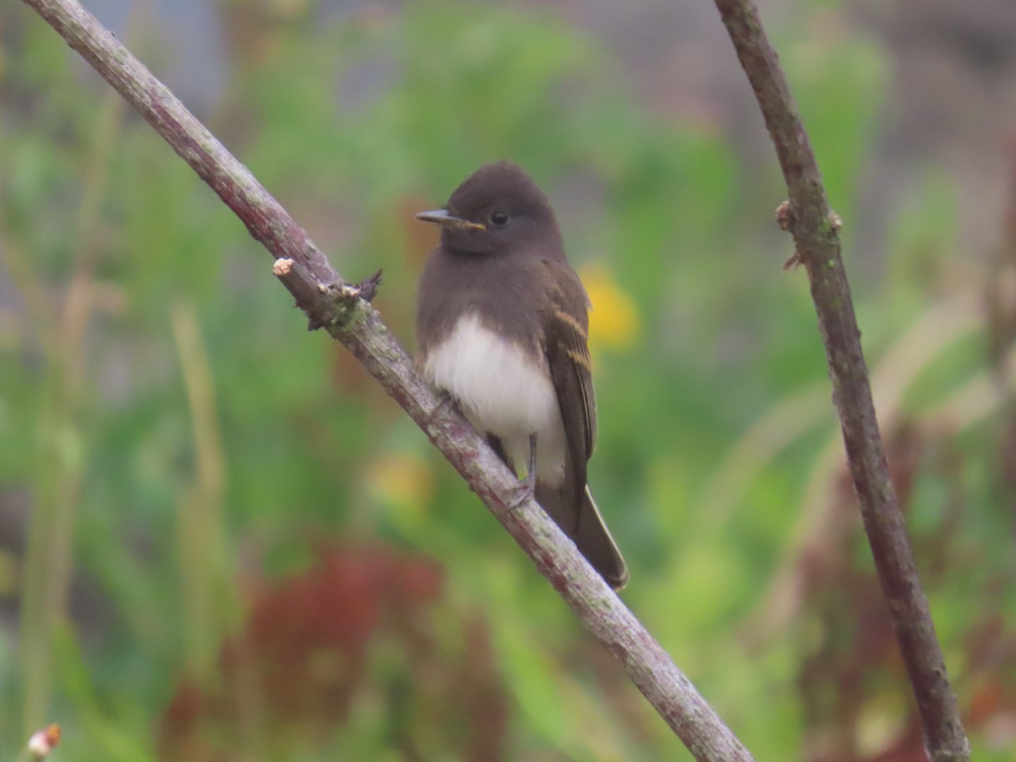 Black Phoebe (Sayornis nigricans)