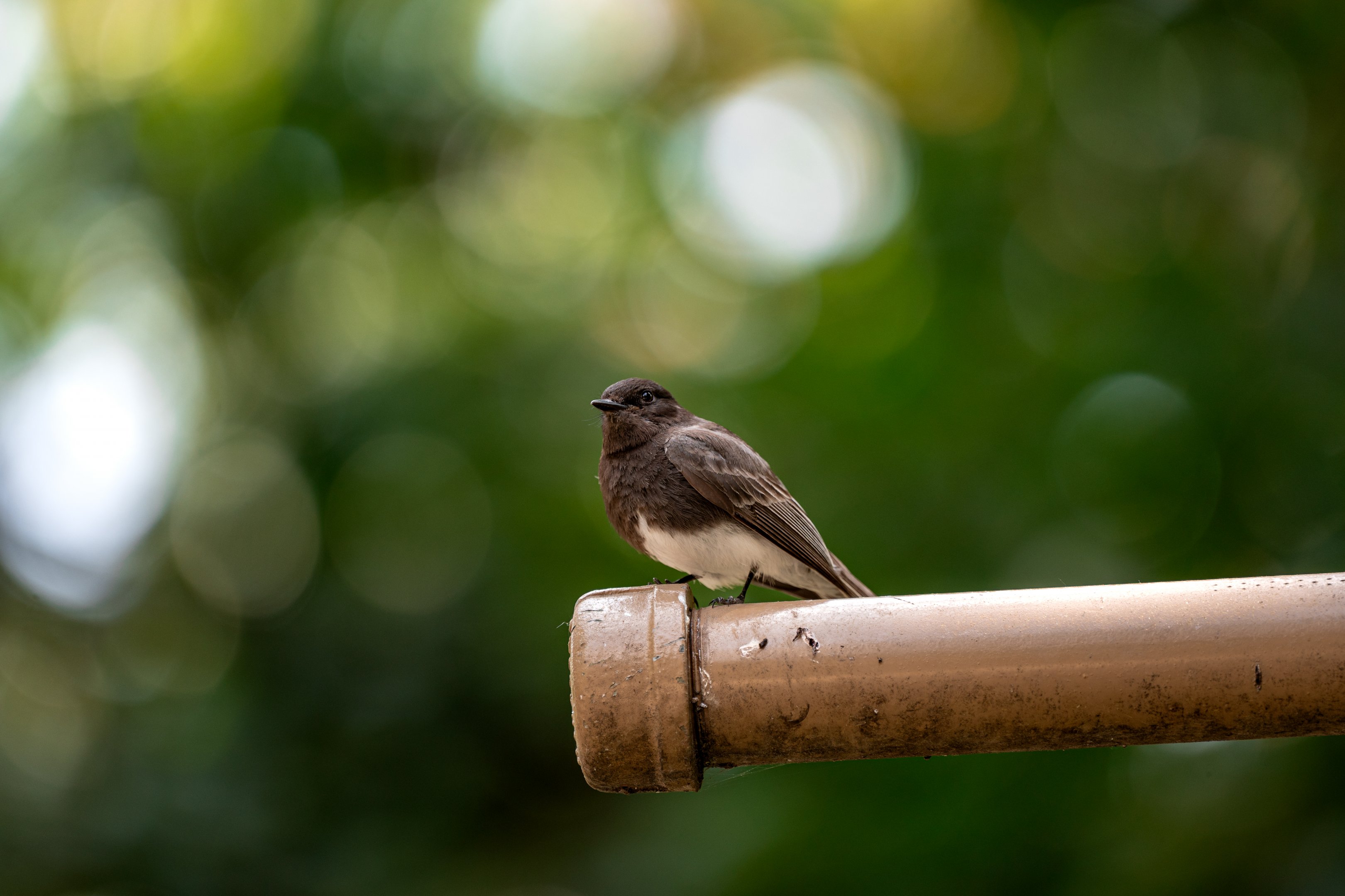 Black Phoebe(wild)