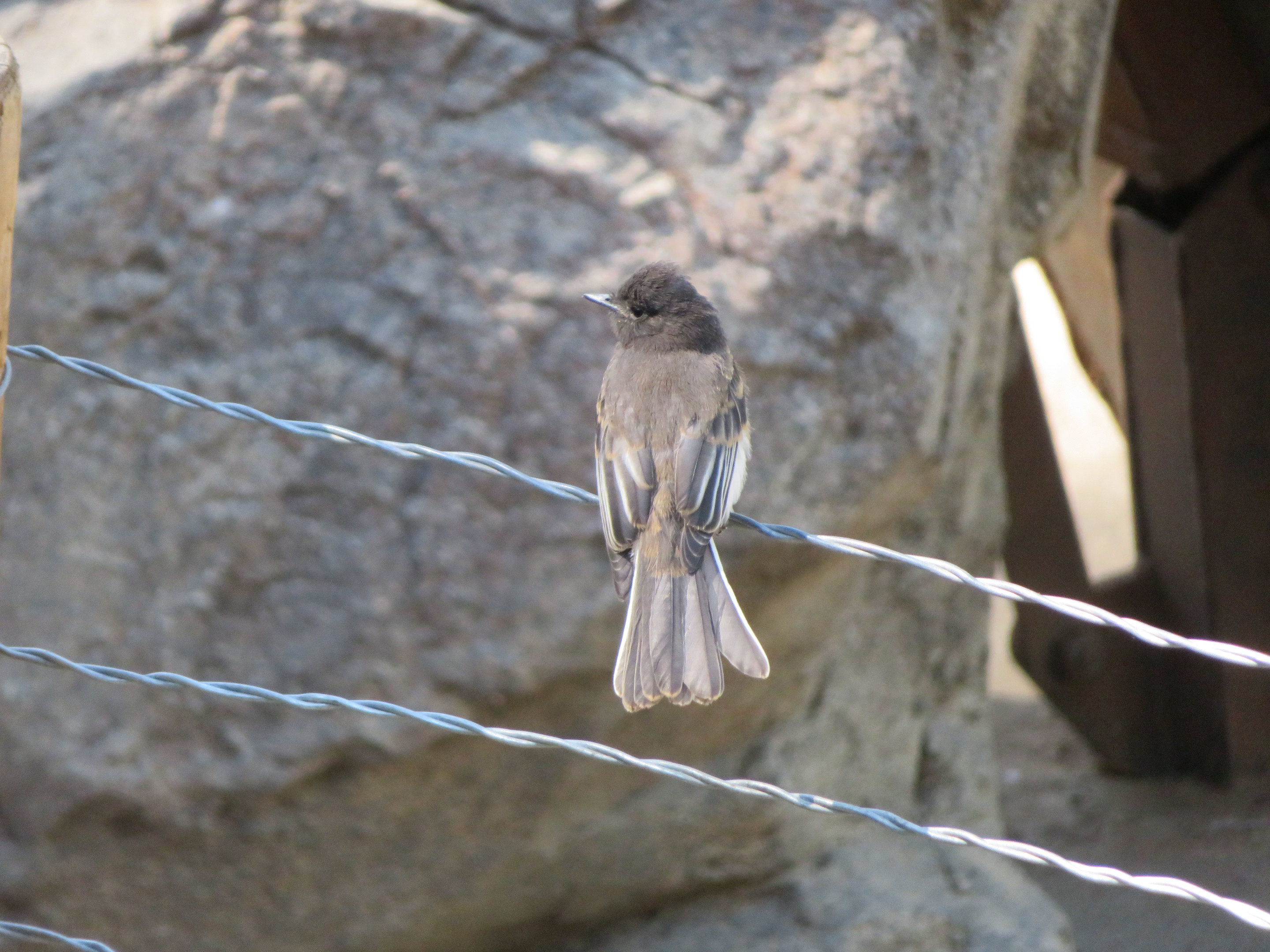 Black Phoebe (Wild)