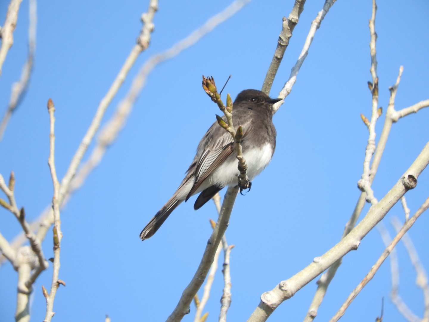 Black Phoebe
