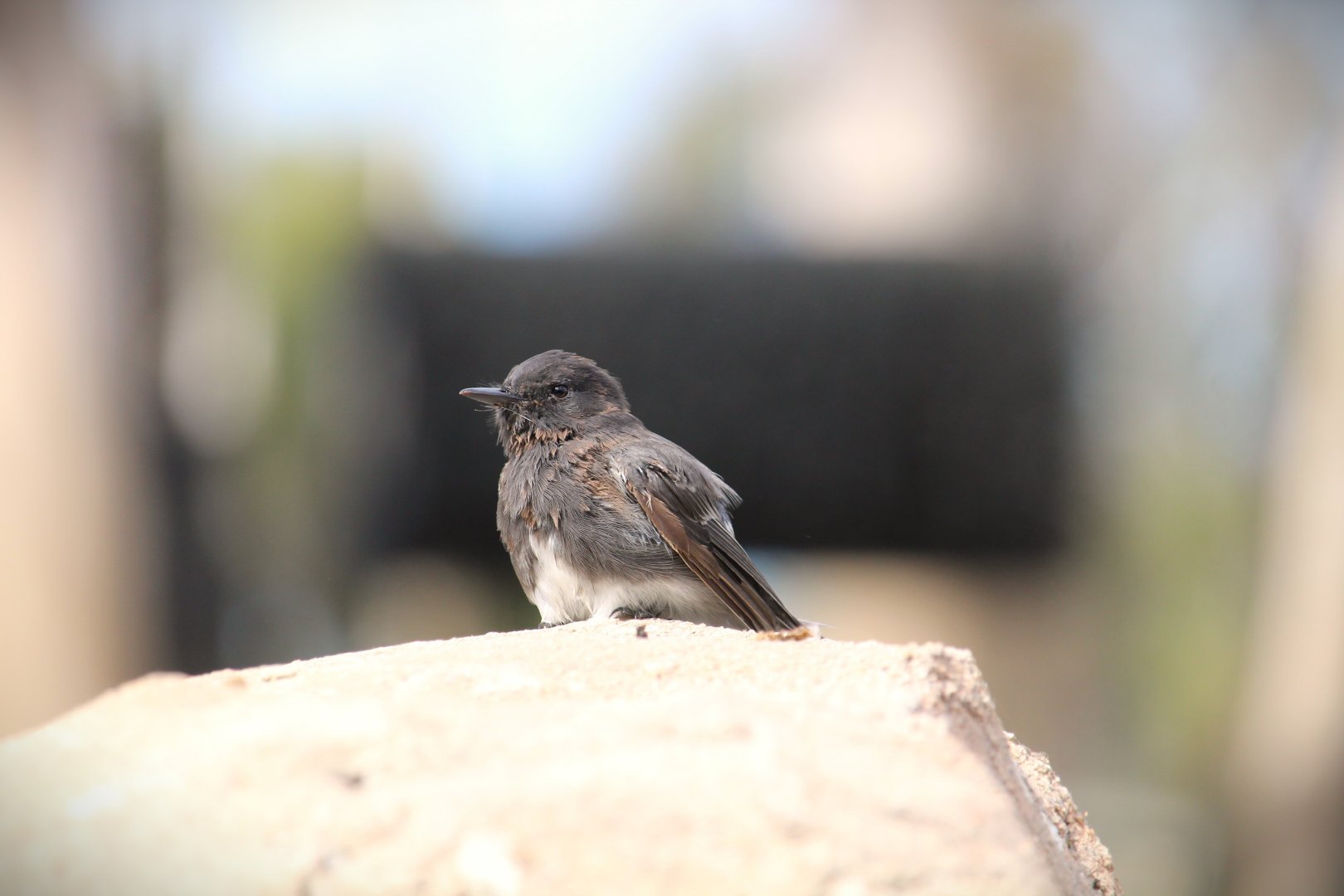 Black Phoebe