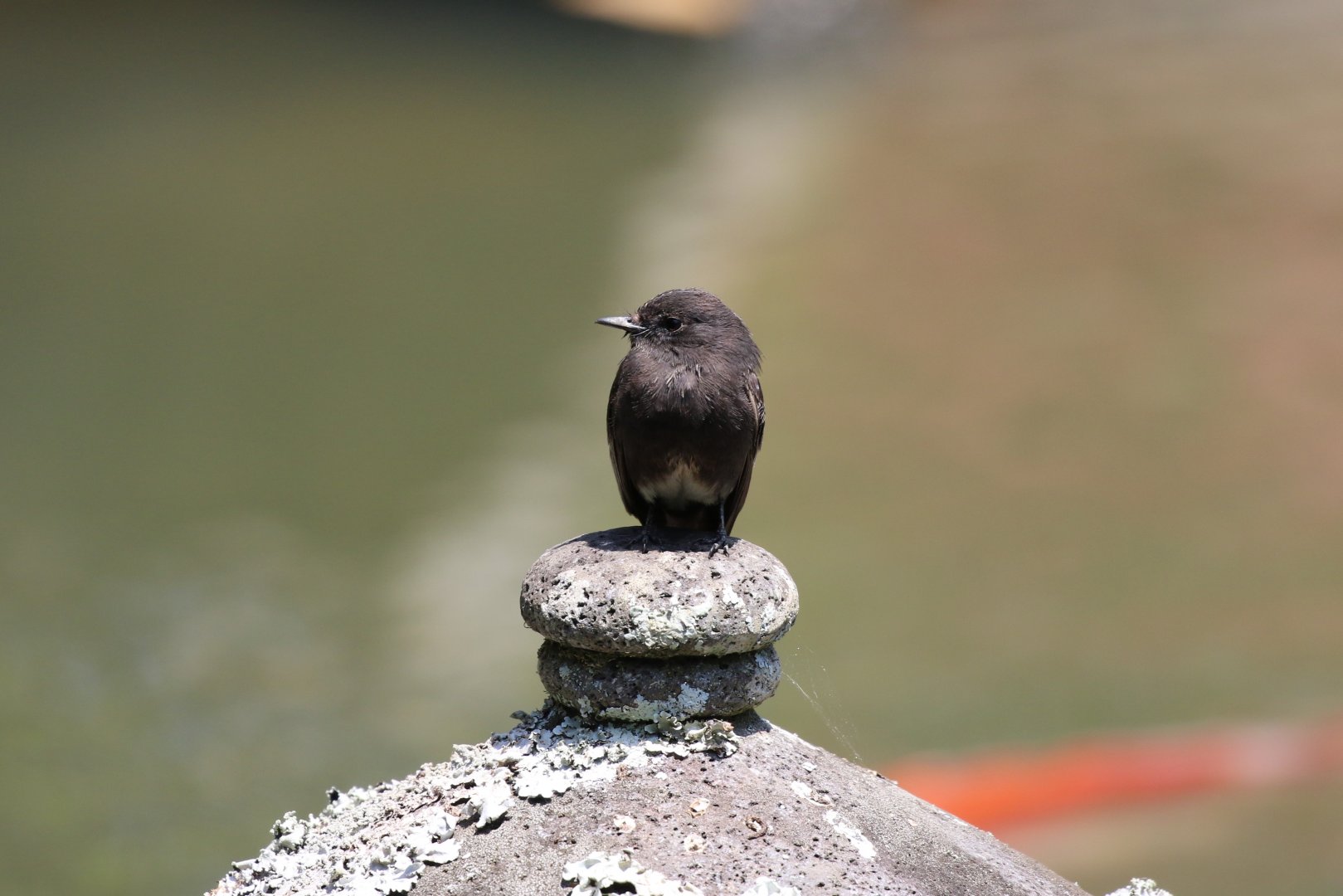 Black Phoebe