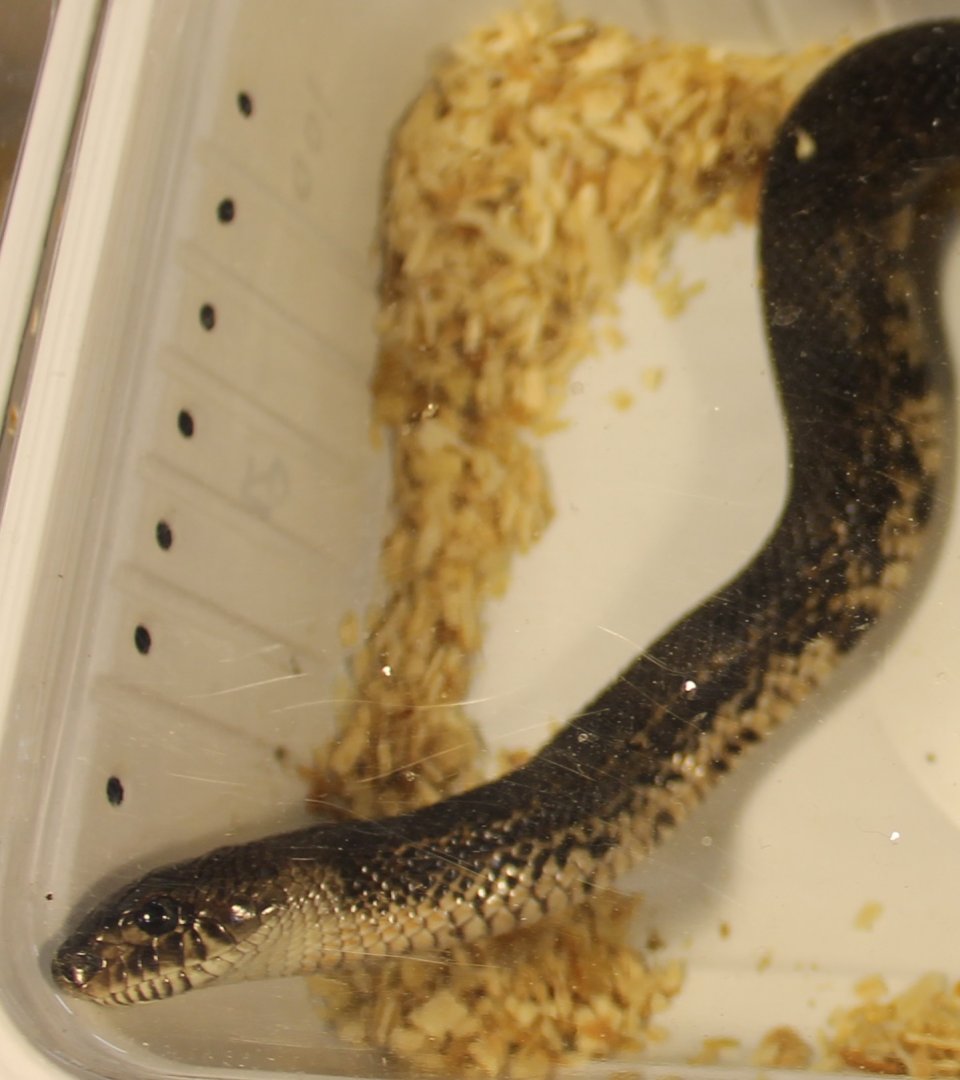 Black pine snake - Pituophis melanoleucus lodingi