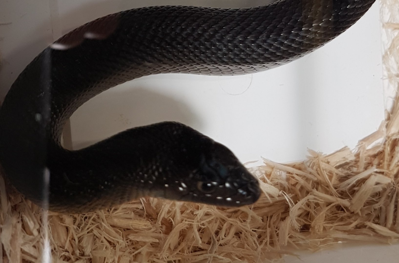 Black pine snake - Pituophis melanoleucus lodingi