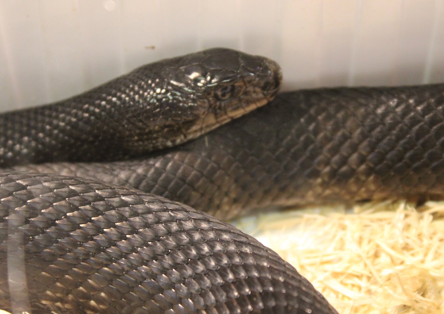Black pine snake - Pituophis melanoleucus lodingii