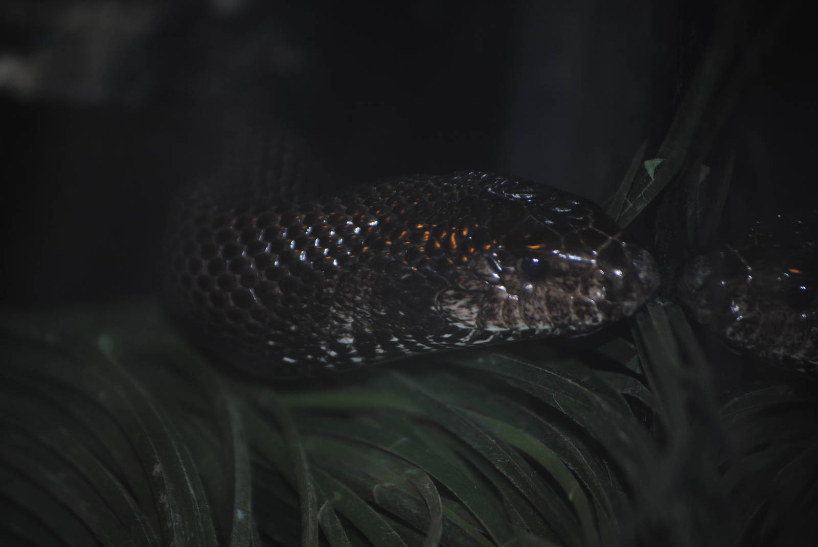 Black Pine Snake