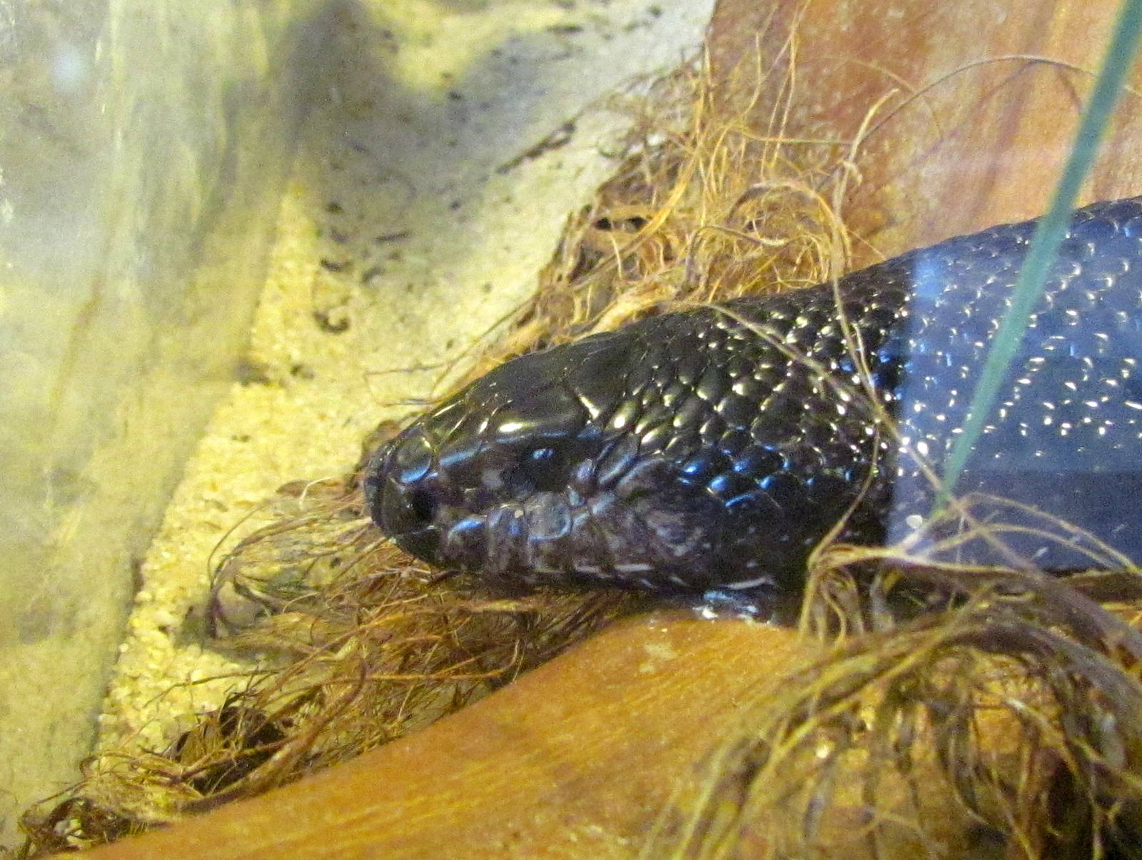 Black Pine Snake