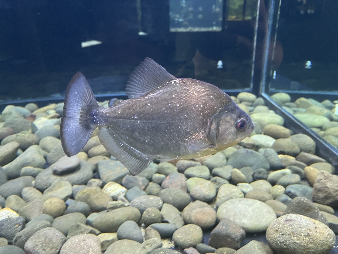 black piranha (serrasalmus rhombeus) - dunia air tawar