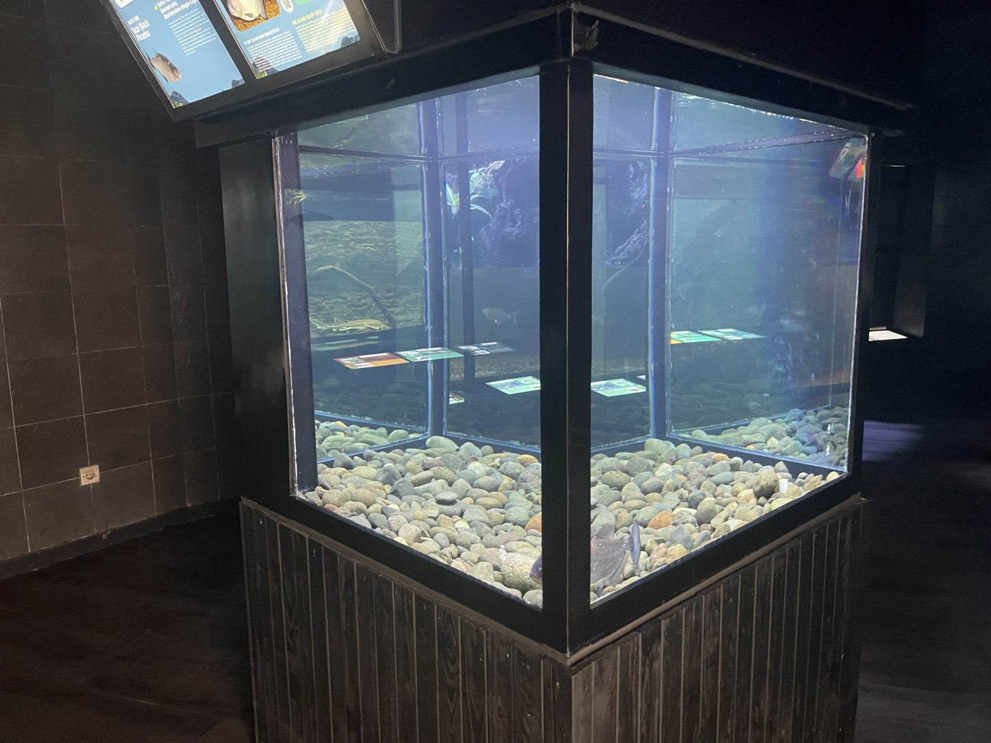 black piranha tank - dunia air tawar