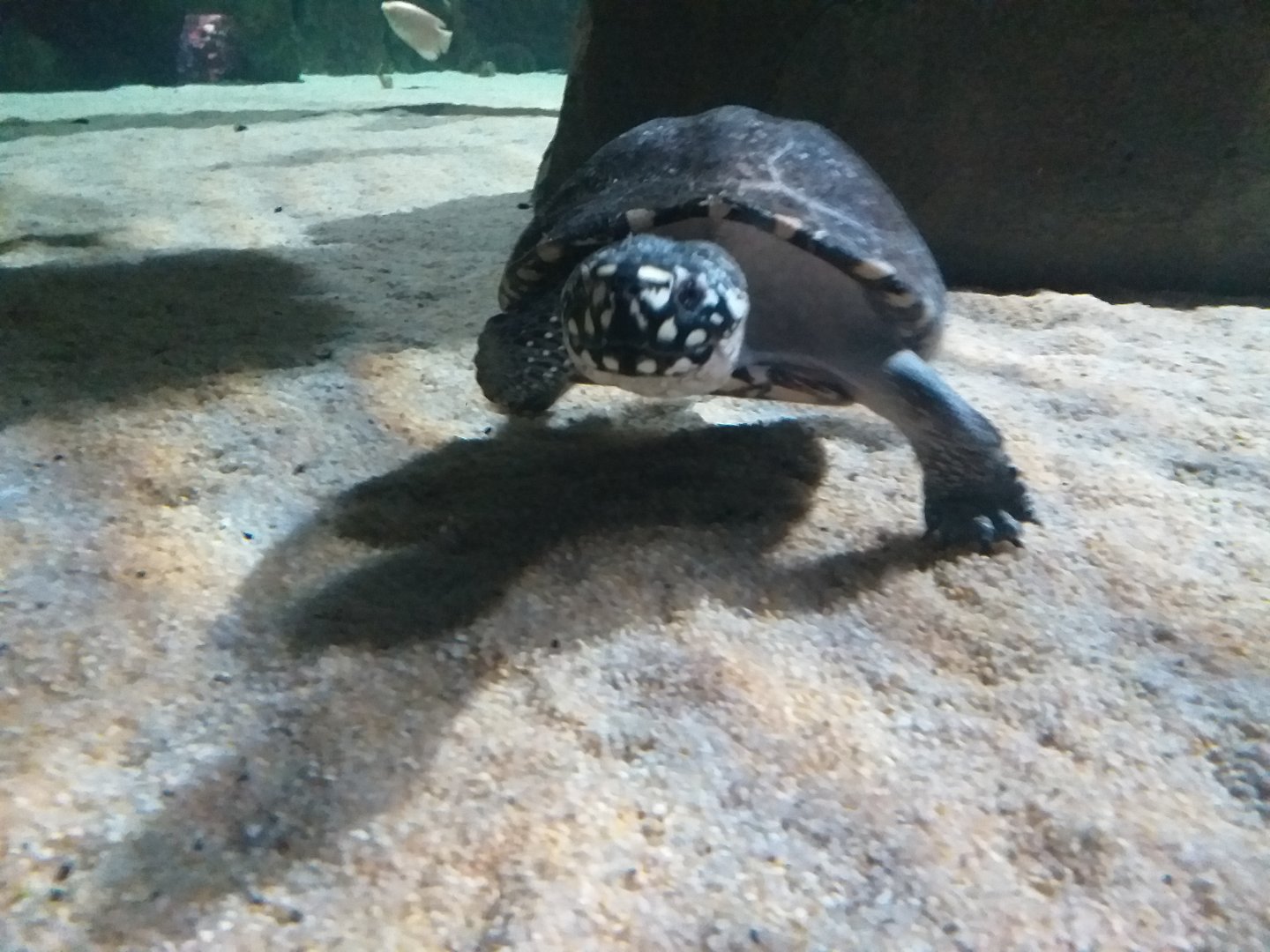 Black pond turtle -BioDomo (2019)