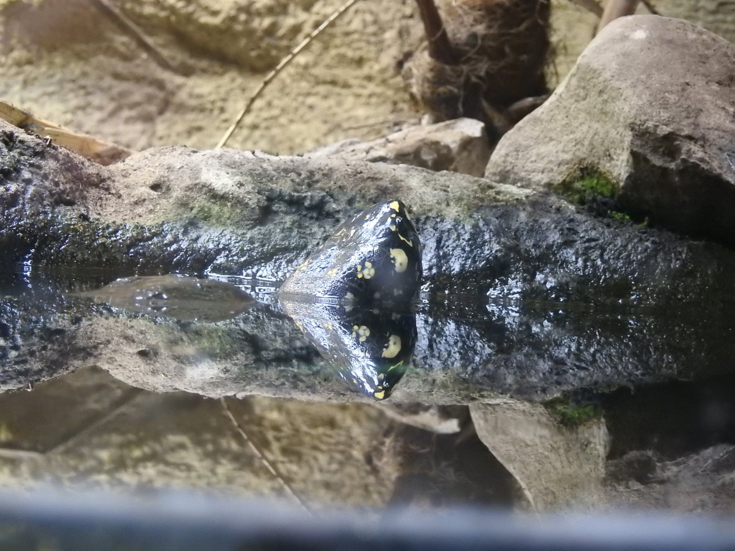 Black Pond Turtle (Geoclemys hamiltonii)