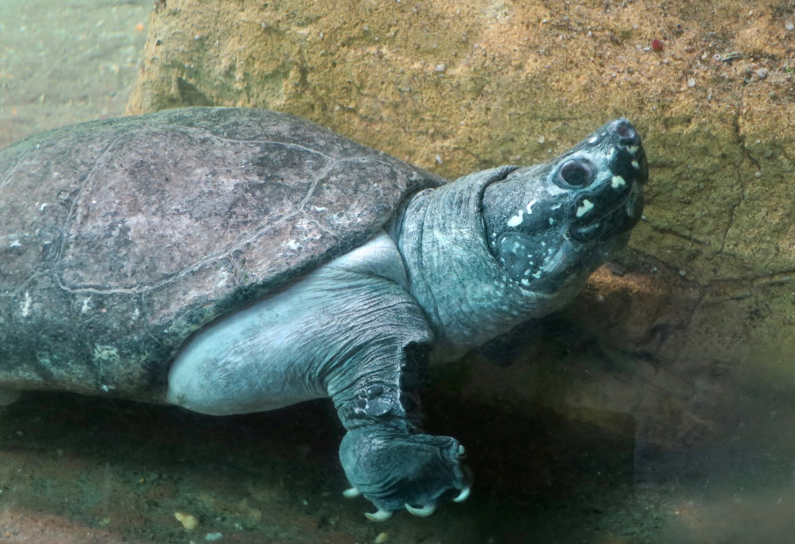 Black Pond Turtle (Geoclemys hamiltonii)