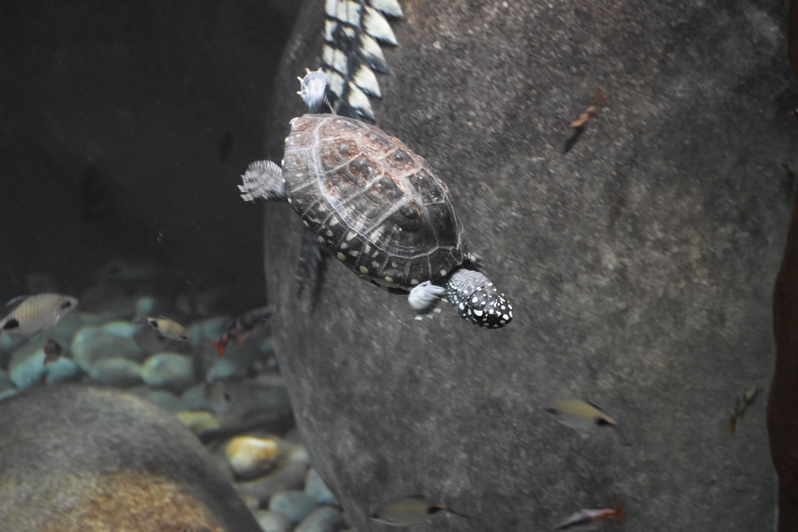 Black Pond Turtle - Geoclemys hamiltonii