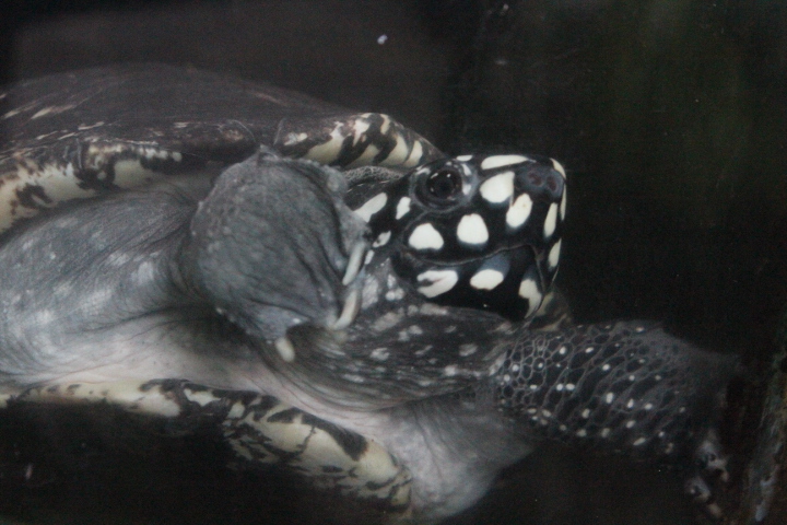 Black pond turtle (Geoclemys hamiltonii)