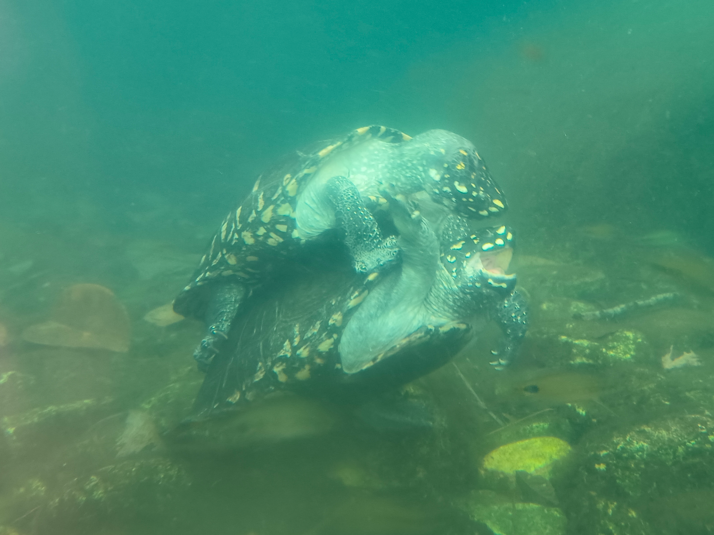 Black Pond Turtle (Geoclemys hamiltonii)