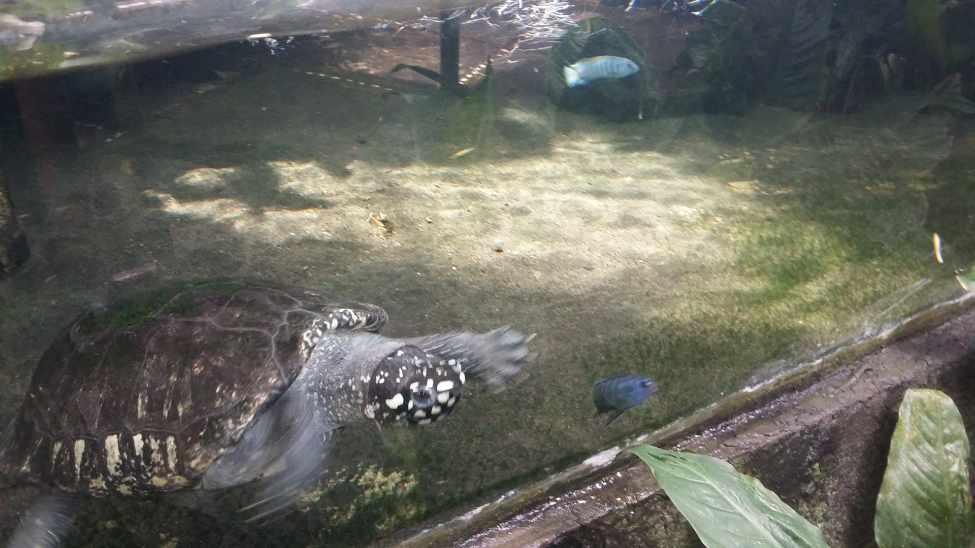 Black pond turtle (Geoclemys hamiltonii)