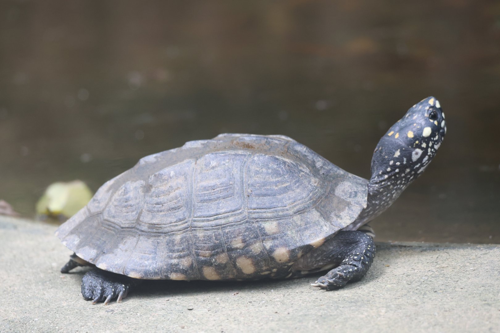 Black pond turtle (Geoclemys hamiltonii)