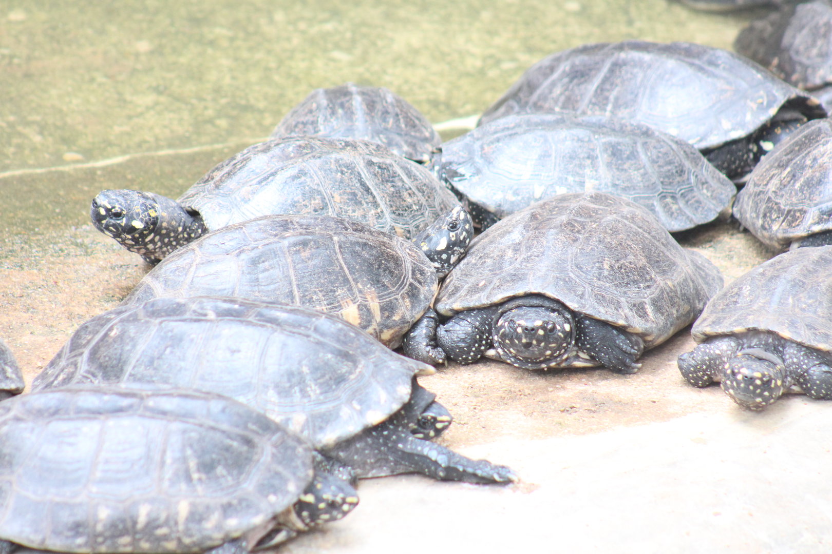 Black pond turtle / spotted pond turtle (Geoclemys hamiltonii)