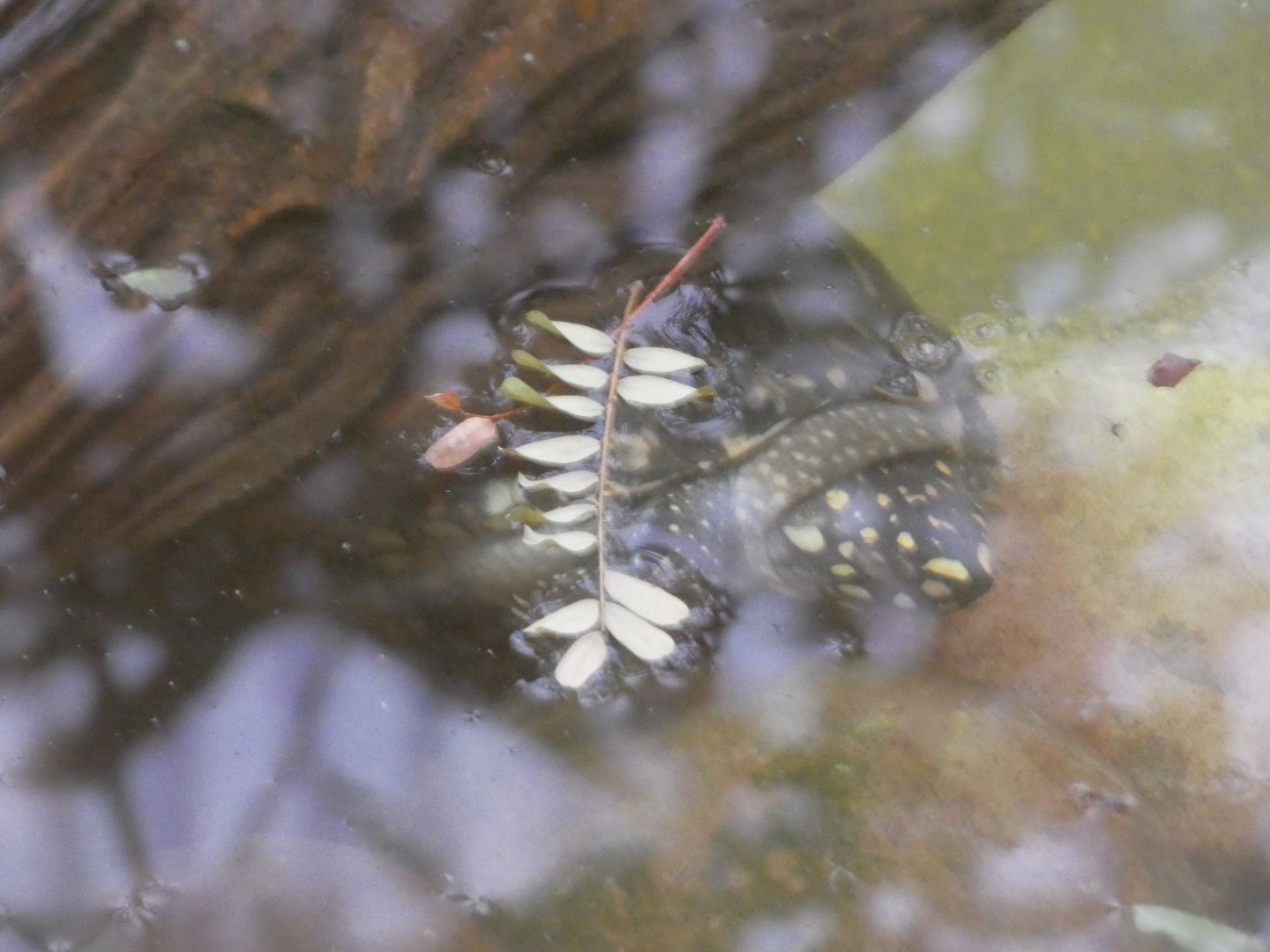 Black Pond Turtle